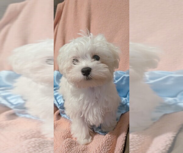 Medium Photo #1 Maltese Puppy For Sale in ROSCOE, IL, USA