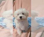 Image preview for Ad Listing. Nickname: Shirley Cute