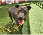 Small American Pit Bull Terrier Mix