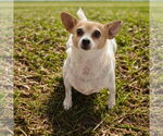 Small #3 Chihuahua