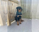 Small Photo #19 Rottweiler Puppy For Sale in FREEPORT, NY, USA