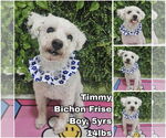 Small Bichon Frise