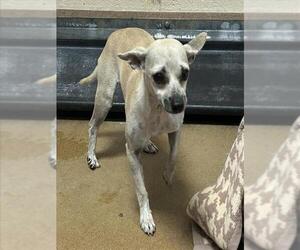 Chihuahua Dogs for adoption in Martinez, CA, USA
