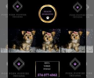 Yorkshire Terrier Puppy for sale in WARSAW, IN, USA