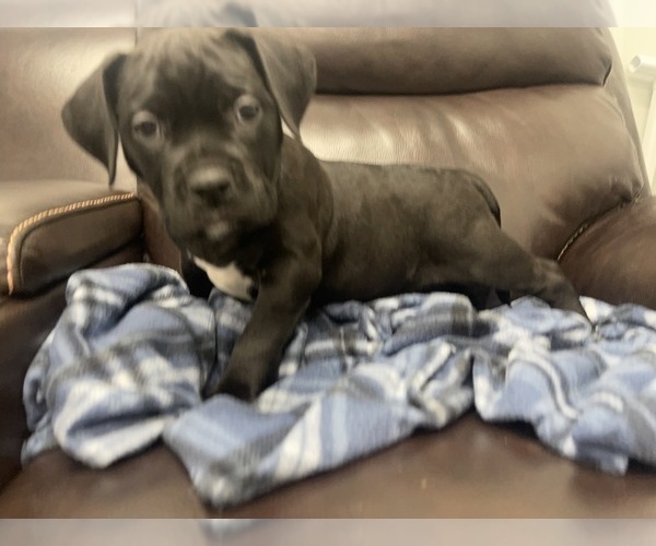 Medium Photo #53 American Bully Puppy For Sale in REESEVILLE, WI, USA
