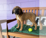Small #2 Golden Retriever Mix