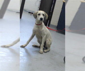 Labrenees Dogs for adoption in Fayetteville, NC, USA