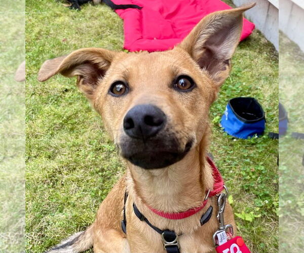Medium Photo #8 Mutt Puppy For Sale in Canton, CT, USA