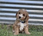 Small Photo #28 Australian Labradoodle Puppy For Sale in RICHLAND, WA, USA