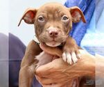 Small #2 Labrador Retriever-Retriever  Mix