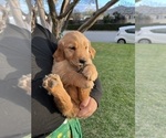 Small Photo #2 Golden Retriever Puppy For Sale in COVINA, CA, USA