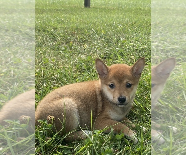 Medium Photo #7 Shiba Inu Puppy For Sale in CANOGA, NY, USA