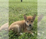 Small #6 Shiba Inu