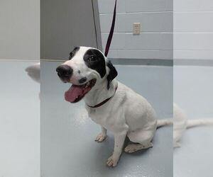 Dalmatian-Unknown Mix Dogs for adoption in St. Cloud, FL, USA