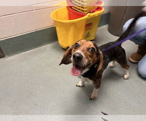 Rocky Beagle - Male Beagle Dog for Adoption - Photo #5