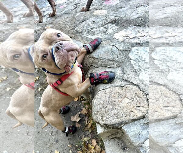 Medium Photo #2 Bulldog-Unknown Mix Puppy For Sale in Landenberg, PA, USA