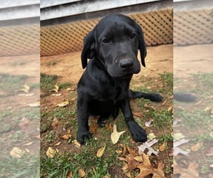 Labrador Retriever Puppy for sale in AMHERST, VA, USA