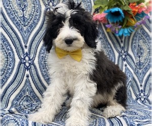 Sheepadoodle Puppy for sale in LANCASTER, PA, USA