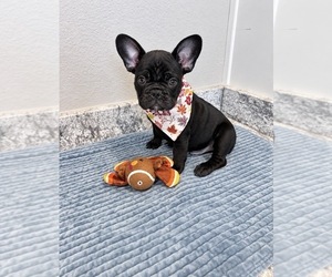 French Bulldog Puppy for sale in ALEDO, TX, USA