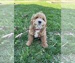 Small Photo #1 Cockapoo Puppy For Sale in BOWLING GREEN, KY, USA