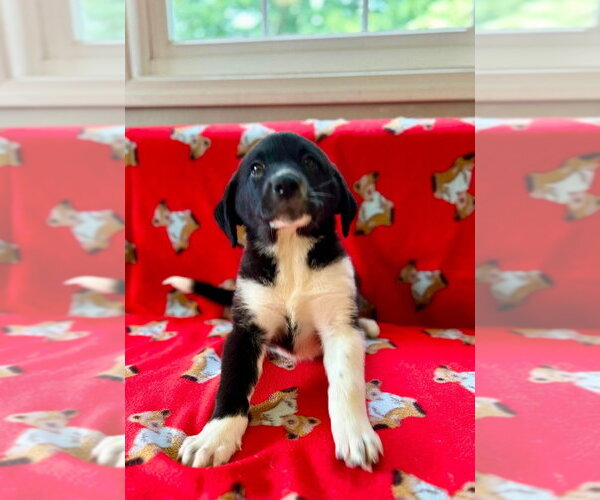 Medium Photo #3 Great Pyrenees-Unknown Mix Puppy For Sale in Osgood, IN, USA