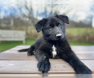 German Shepherd Dog Puppy for sale in MEADOW BRIDGE, WV, USA