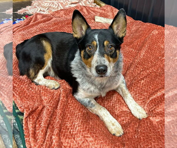 Medium Photo #2 Mutt Puppy For Sale in Highland, IL, USA