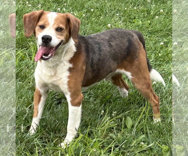 Medium Photo #3 Beagle-Unknown Mix Puppy For Sale in Batavia, OH, USA