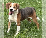 Small #2 Beagle Mix