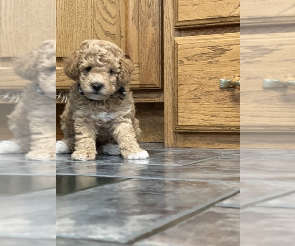 Medium Photo #4 Poodle (Miniature) Puppy For Sale in GREENVILLE, MO, USA