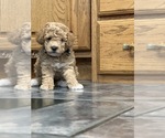 Small #3 Poodle (Miniature)