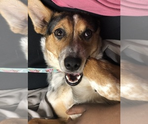 Australian Cattle Dog-Jack Russell Terrier Mix Puppy for sale in MINQUADALE, DE, USA