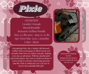 Medium Brussels Griffon-Poodle (Miniature) Mix