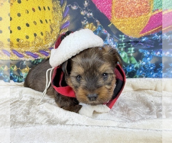 Medium Photo #17 Morkie Puppy For Sale in CASSVILLE, MO, USA