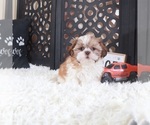 Small #1 Shih Tzu