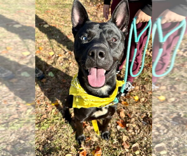Medium Photo #7 Siberian Husky-Unknown Mix Puppy For Sale in Lawrenceville, NJ, USA