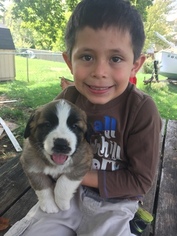 Saint Bernard Puppy for sale in DAYTON, OH, USA