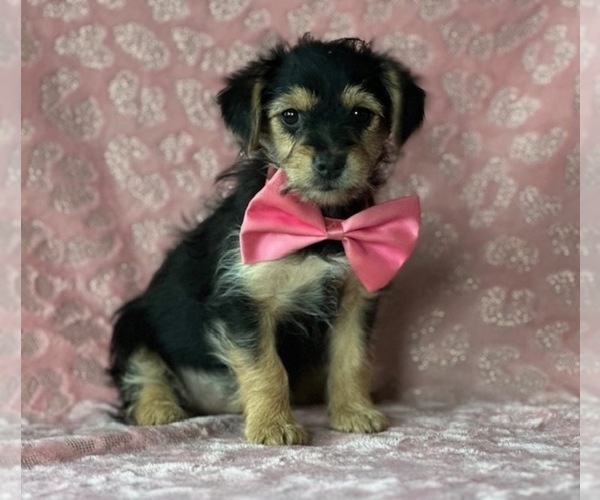 Medium Photo #3 Yorkshire Terrier Puppy For Sale in LANCASTER, PA, USA