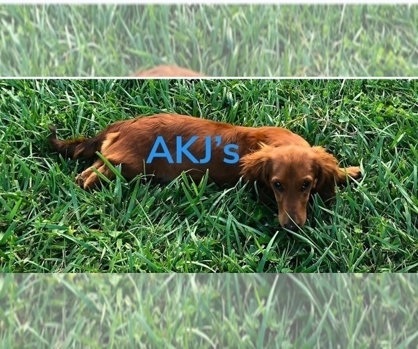 Medium Photo #1 Dachshund Puppy For Sale in CHARLOTTESVILLE, VA, USA