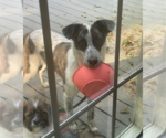 Small #1 Mutt