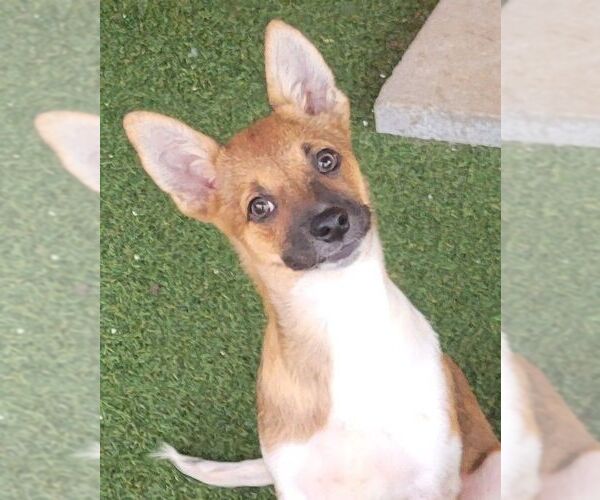 Medium Photo #2 Australian Terrier-Unknown Mix Puppy For Sale in Carrollton, TX, USA
