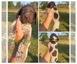 Puppy Male Green German Shorthaired Pointer