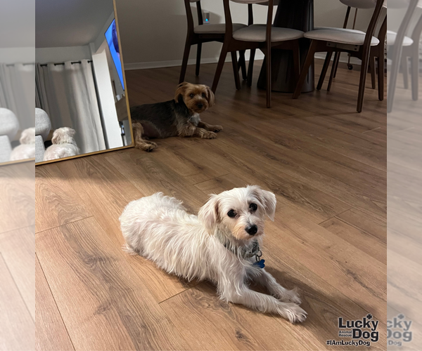 Medium Photo #6 Maltese-Unknown Mix Puppy For Sale in Washington, DC, USA