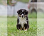 Puppy Gibbs Miniature Australian Shepherd