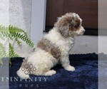Small #2 Bernedoodle (Miniature)