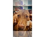 Small #1 Labrador Retriever Mix