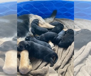 German Shepherd Dog Puppy for sale in RANDOLPH, NY, USA