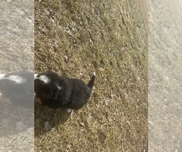 Medium Photo #10 Bernese Mountain Dog Puppy For Sale in ATHENS, WI, USA