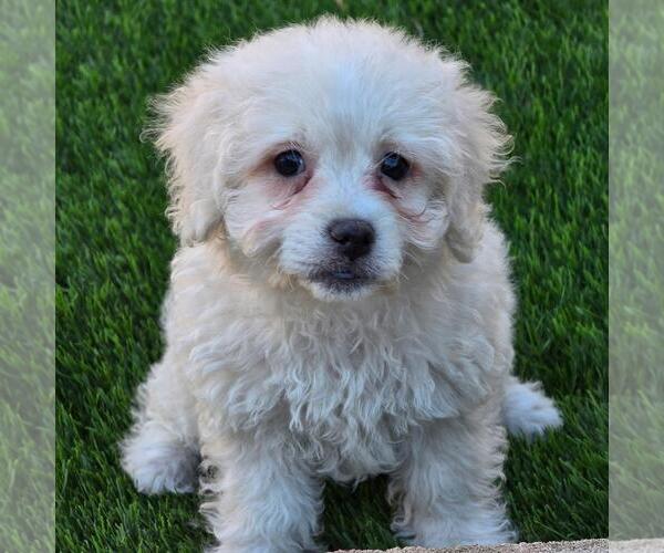 Medium Photo #1 Maltipoo (Miniature) Puppy For Sale in San Diego, CA, USA