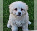 Small Maltipoo (Miniature)